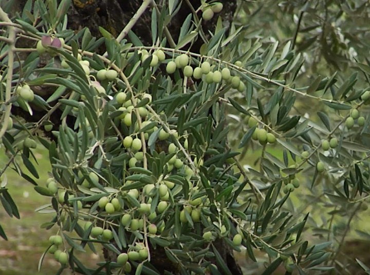Aceitunas en los olivos