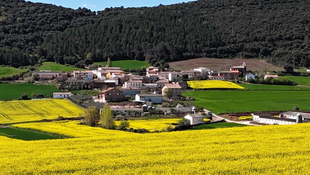 Colza de Ubago