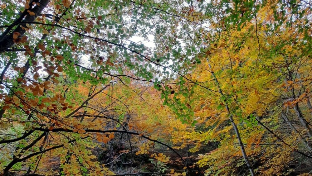 Nacedero de Urederra con aguas turquesas y colores ocres y rojicos en otoño
