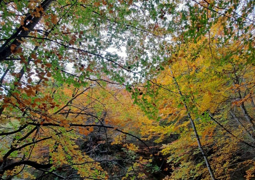 Nacedero de Urederra con aguas turquesas y colores ocres y rojicos en otoño
